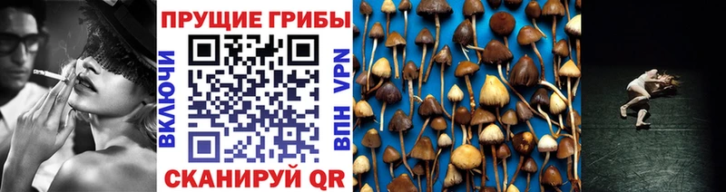 Псилоцибиновые грибы Psilocybe  darknet как зайти  Железногорск-Илимский  omg ссылки 
